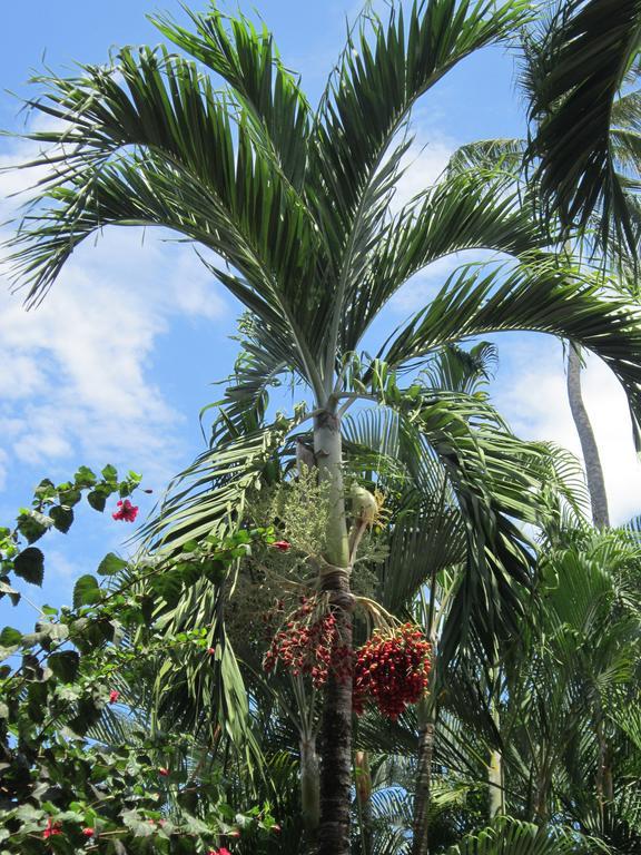 Hotel El Paraiso Escondido - Costa Rica Jacó Eksteriør billede
