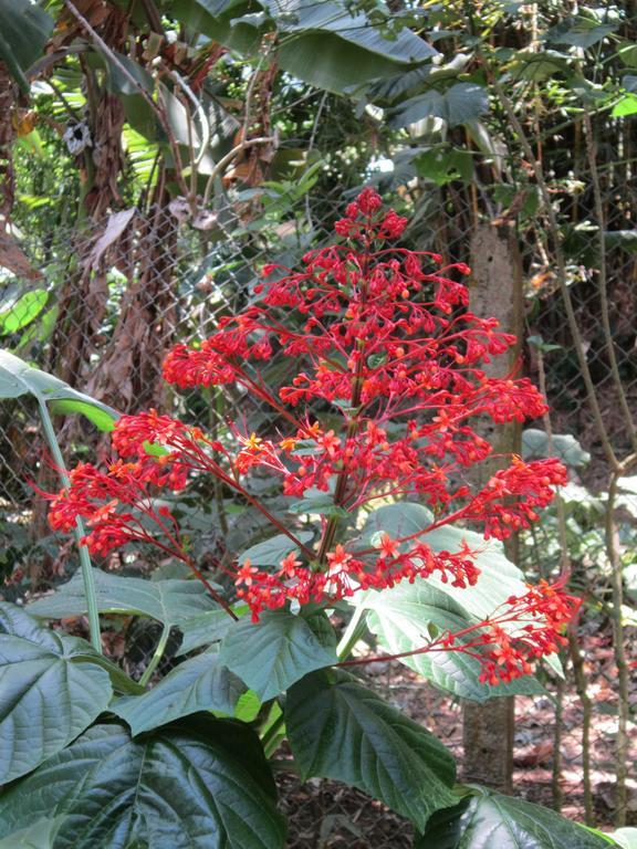 Hotel El Paraiso Escondido - Costa Rica Jacó Eksteriør billede