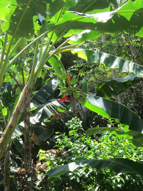 Hotel El Paraiso Escondido - Costa Rica Jacó Eksteriør billede