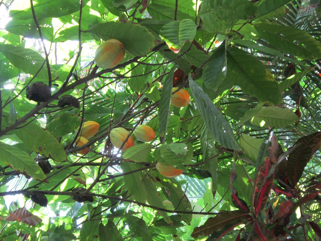 Hotel El Paraiso Escondido - Costa Rica Jacó Eksteriør billede