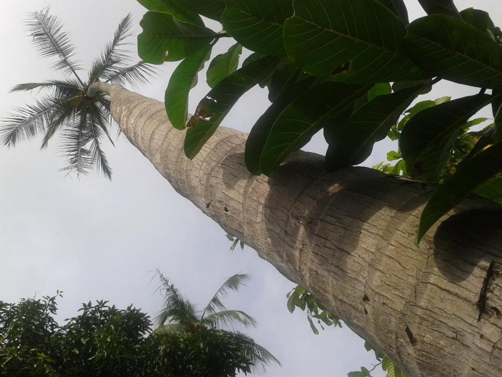 Hotel El Paraiso Escondido - Costa Rica Jacó Eksteriør billede